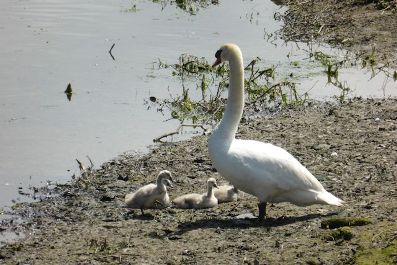 Swans 3