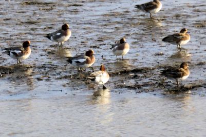 Wigeons8